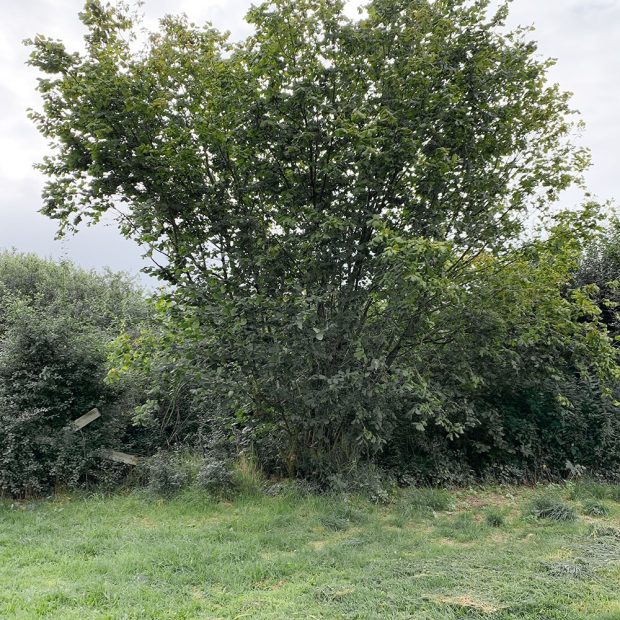 drei Stelen für Fachsenfeld